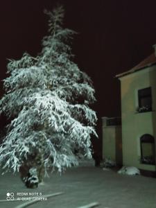a snow covered christmas tree in front of a building at Villa Liduška s kavárnou in Bechyně