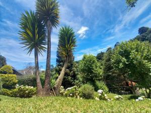 due palme in un prato alberato di Casa em campos do Jordão a Campos do Jordão