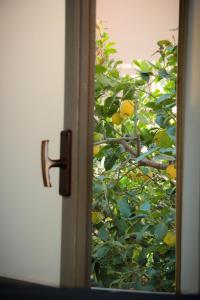 Foto sihtkohas Paceco asuva majutusasutuse B&B Cafisu galeriist