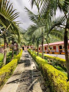 a row of palm trees on a dirt road at Hosteria El Paraiso in Jardin