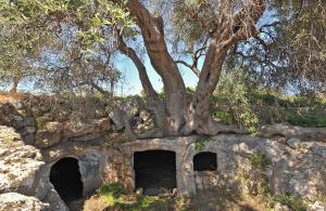 a tree growing on top of a stone wall at Masseria Spina Resort in Monopoli
