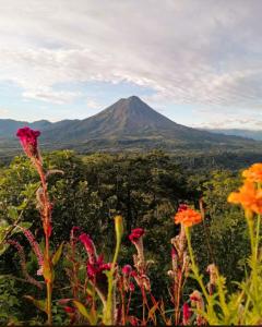 a view of a mountain with flowers in the foreground at Las Pavitas Cottages in Fortuna