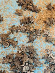 eine Gruppe von Steinen auf blauer Oberfläche in der Unterkunft Casa de Descanso las Camelinas Para 21 personas in Playa Azul
