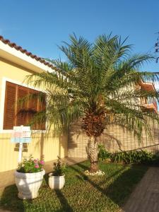 una palma in un cortile accanto a una casa di H&C Pousada a São Gabriel
