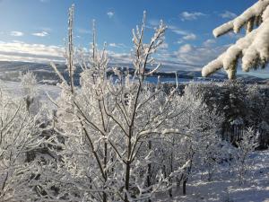 a tree covered in snow in a field at Apartment Zlatibor Vesna in Zlatibor