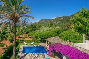 a villa with a swimming pool and a palm tree at Can Miquel in Pollença