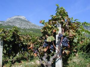 a bunch of grapes on a tree in front of a mountain at Villa Jasmin in Bol