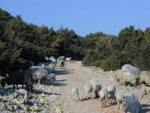 a herd of sheep walking down a rocky road at Villa Jasmin in Bol