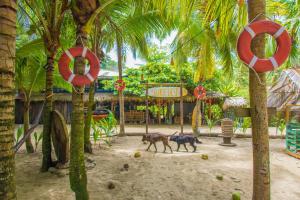 Taman di luar Playa 506 Beachfront Hostel