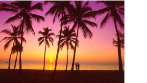 eine Gruppe von Palmen am Strand bei Sonnenuntergang in der Unterkunft Ft Lauderdale Beach resort in Fort Lauderdale