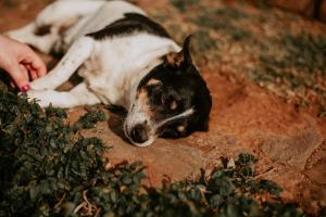 Pet ou pets ficando com hóspedes em Hotel Fioreze Chalés