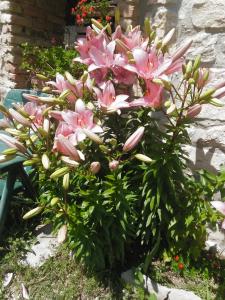 ゴールデン・サンズにあるVilla Nascoの石垣の隣のピンクの花の茂み