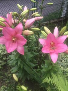 um grupo de flores cor-de-rosa numa planta em Villa Nasco em Golden Sands