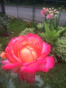 uma rosa rosa num jardim com outras flores em Villa Nasco em Golden Sands