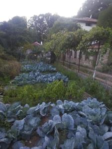 a garden filled with lots of cabbage at Villa Nasco in Golden Sands