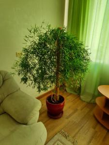 a potted plant sitting on the floor in a living room at Квартира возле парка Б. Хмельницкого (центр) из первых рук in Chernihiv