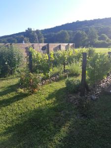 een tuin met wijnstokken en bloemen in een tuin bij Les Ronzières in Saint-Paul-dʼUzore