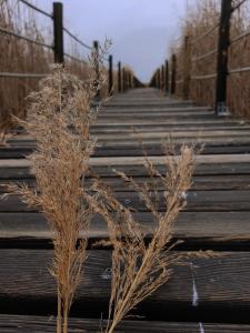 un puente de madera con un poco de hierba alta. en Sultan Pansion Bird Paradise, en Ovaciftlik