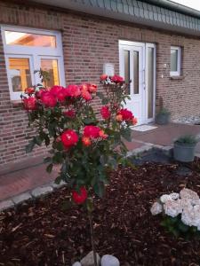 a bush of red roses in front of a house at Huus Landwind in Tönning