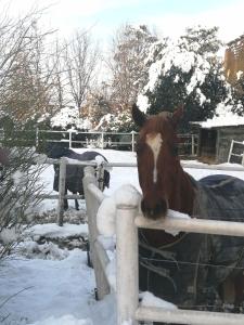 un caballo está mirando sobre una valla en la nieve en Felix House, en Codevilla