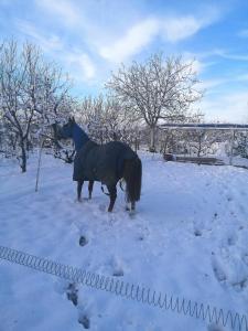 Felix House during the winter
