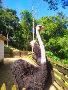 un avestruz está de pie junto a una valla en Sítio do Jota - Conforto e Natureza completo SP - km 54 Castelo Branco en São Paulo