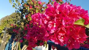 un montón de flores rosas colgando de una valla en Marinas del Riachuelo, en Riachuelo