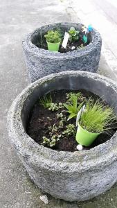 Tres plantadores con plantas en la calle en Anitas Landerlebnis en Witzenhausen