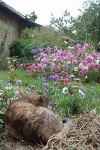 un gato tirado en el suelo delante de las flores en Anitas Landerlebnis en Witzenhausen