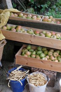 un montón de manzanas en cajas de madera con cubos en Anitas Landerlebnis en Witzenhausen