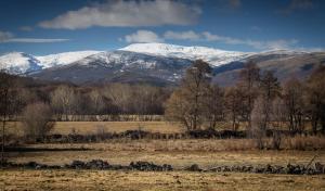 uma manada de animais num campo com montanhas cobertas de neve em Izan Puerta de Gredos em El Barco de Ávila