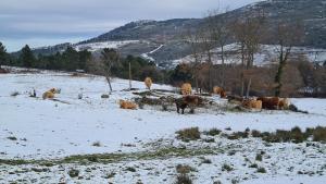 Billede fra billedgalleriet på Quinta de Santo Estêvão Hotel Rural i Aguiar da Beira + 69 billeder