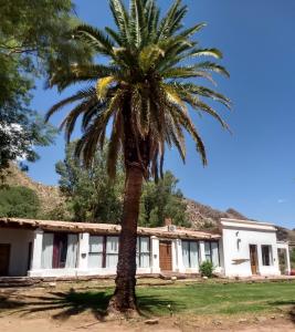 a palm tree in front of a house at Hotel Hacienda Casa Blanca in Tinogasta