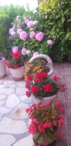 a group of pink and red flowers in pots at Apartments Oliva in Utjeha