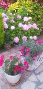 un ramo de flores rosas en un jardín en Apartments Oliva, en Utjeha