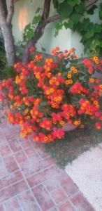 un montón de flores rojas y naranjas en un jardín en Apartments Oliva, en Utjeha