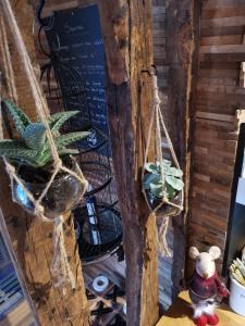 un orsacchiotto e una pianta in vaso su uno scaffale di Le sauna de l'homme de Bois by Naturogite a Honfleur