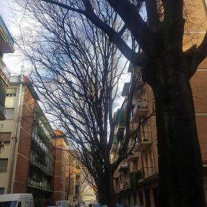 a tree with no leaves on a city street at Laghirla in Modena