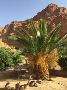 a pineapple palm tree in front of a mountain at Auberge Le Festival Todra Gorge in Aït Baha