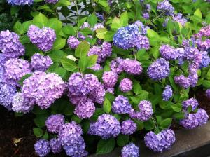 a bunch of purple flowers in the garden at Captain Farris House in South Yarmouth