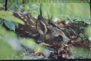 Altri animali domestici presso l'appartamento o nei dintorni