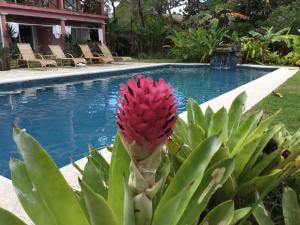 uma flor vermelha numa planta ao lado de uma piscina em Paradiso Al Mare em Camburi