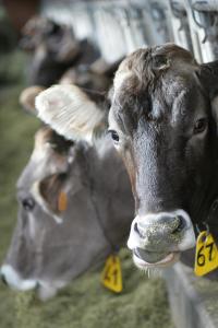 Duas vacas com etiquetas nos ouvidos a olhar para a câmara. em Agriturismo Rini em Bormio