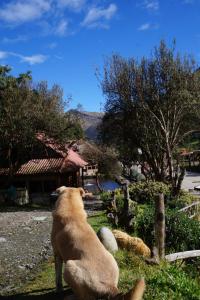 a dog sitting on the grass in a yard at Hostería Cabañas del Pescador in Cajas