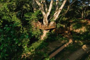 a wooden bridge around a tree in a park at Sweet Songs Jungle Lodge in San Ignacio