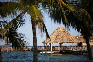 uma praia com um cais e palmeiras em Thatch Caye Resort a Muy'Ono Resort em Hopkins