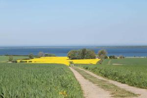 a dirt road through a field of yellow rapeseed at Ferienhaus Drachenflieger Pepelow in Pepelow