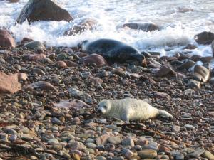 a polar bear laying on a rocky beach with the waves at Bannockburn Inn in Helmsdale