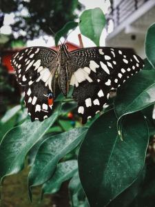 a black and white butterfly sitting on a green leaf at Location One Eighty in Bangcusay