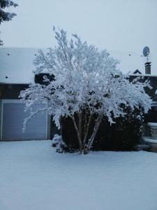 un árbol cubierto de nieve frente a un garaje en Le domaine des 3 marmottes Chambres d' hôtes, en Cierp